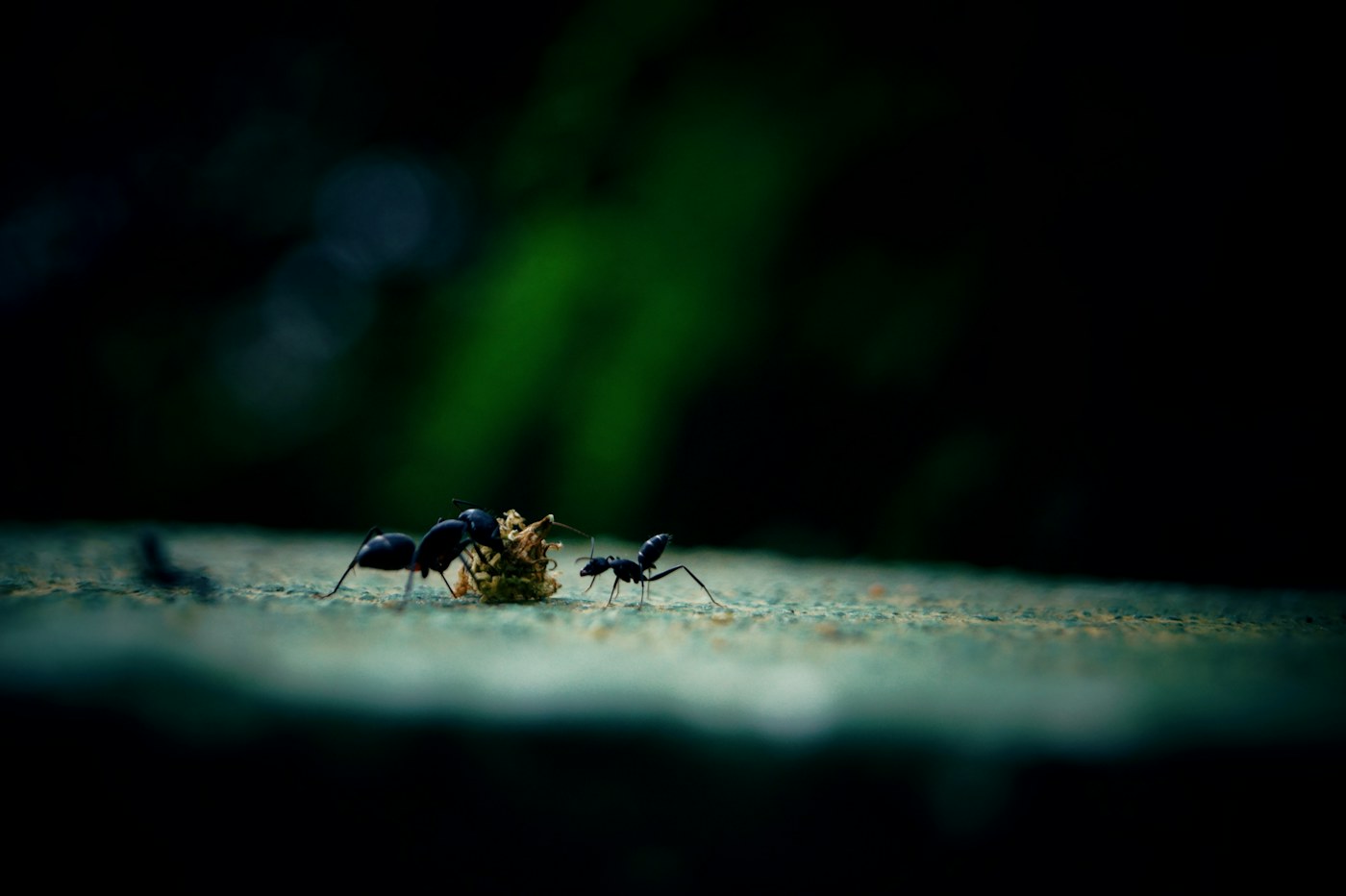 Ants on a surface