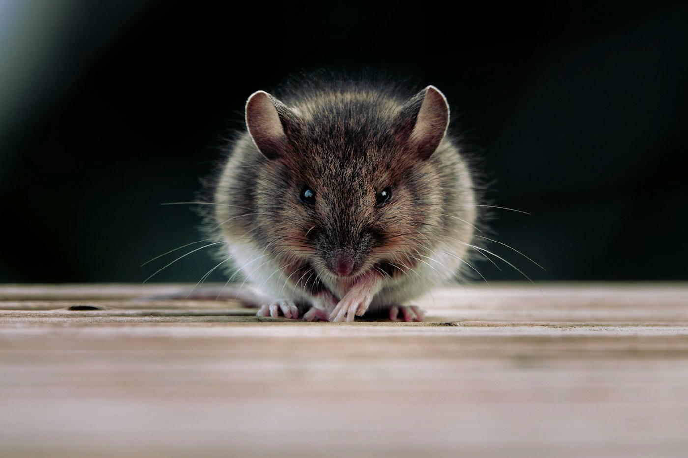 A mouse